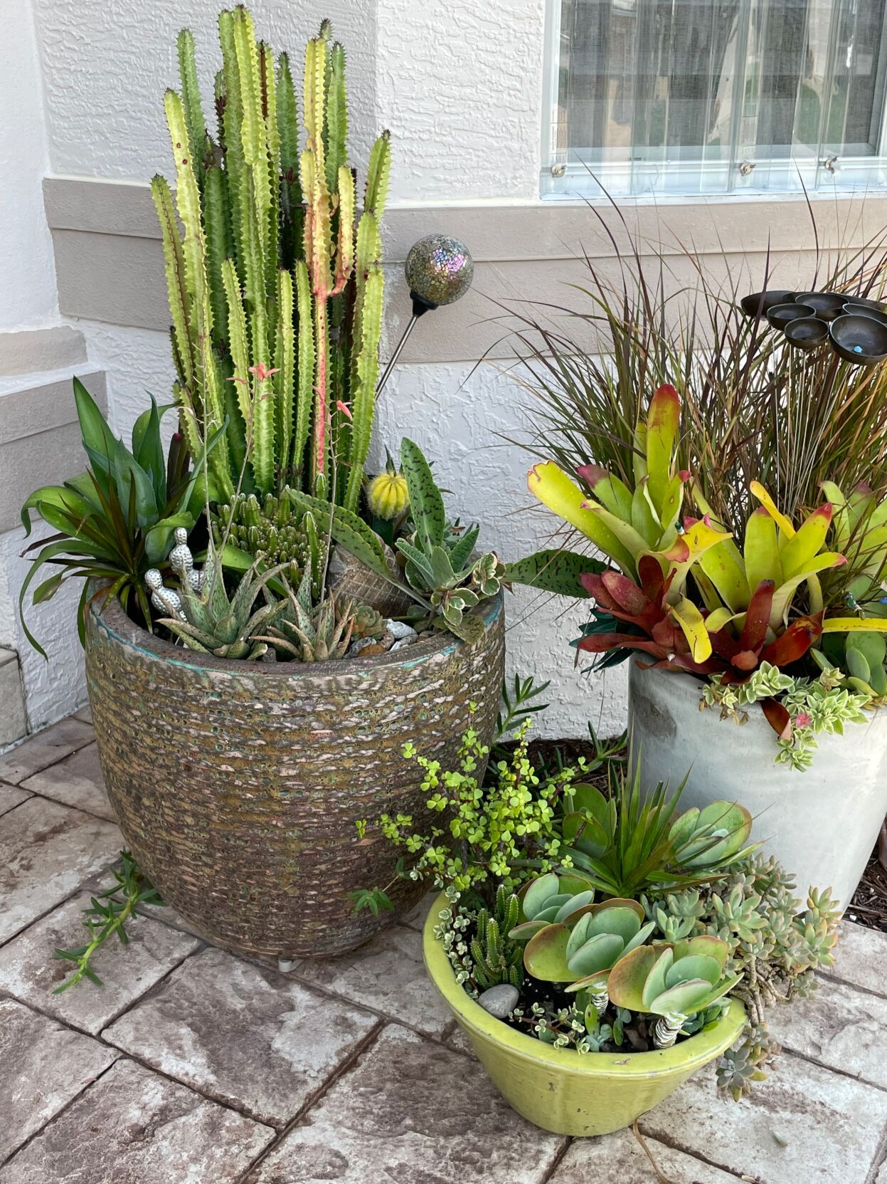 Mixed Succulents and Bromeliads with accents